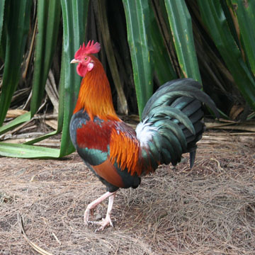 cock.jpg