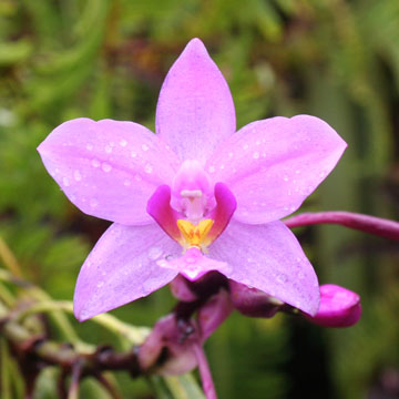 orchid.jpg