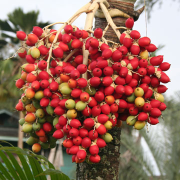 palmfrt.jpg
