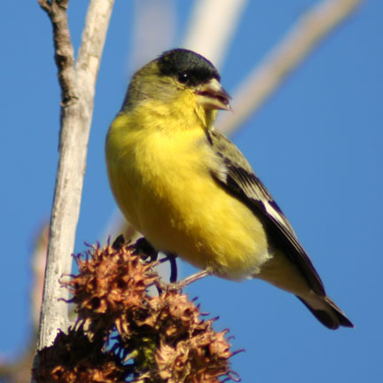 Lesser Goldfinch in elings Park, Santa Barbara on a "winter" day.