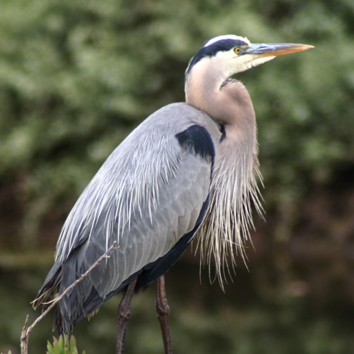 Great Blue Heron