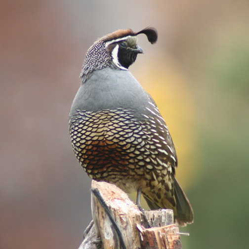 California Quail