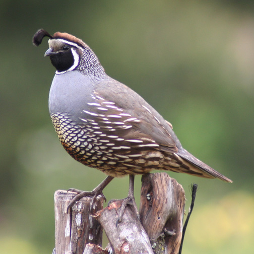 California Quail