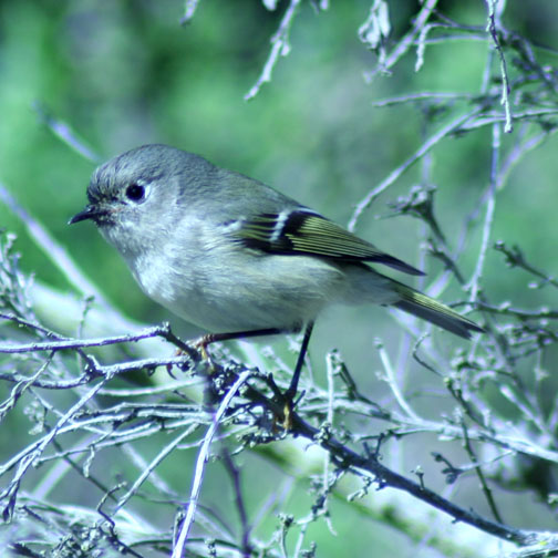 Ruby Crowned Kinglet