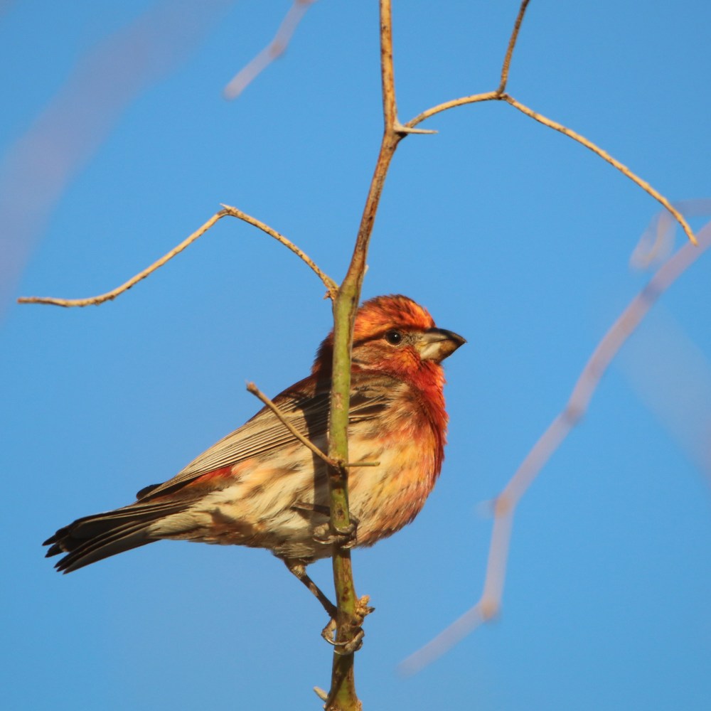 housefinch0407
