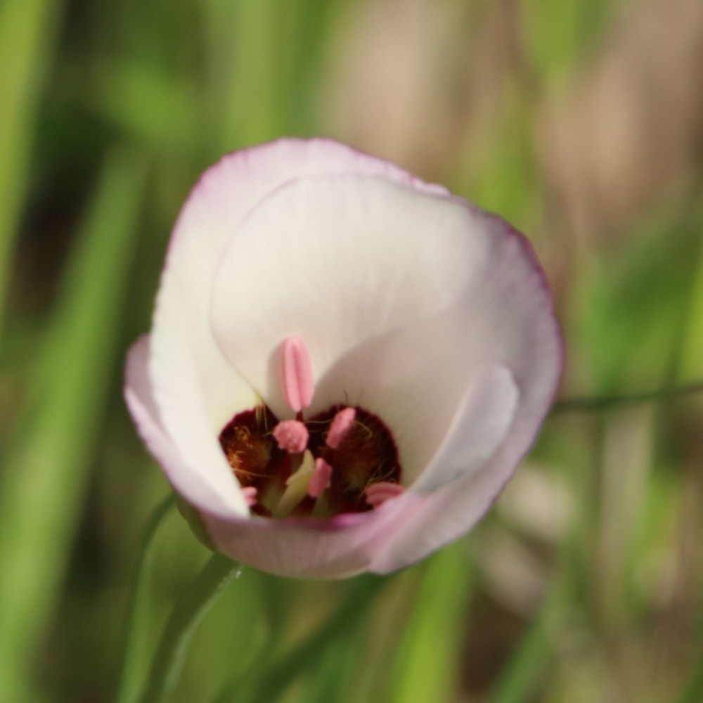 CatalinaMariposaLily